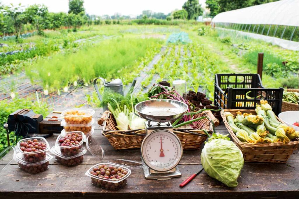 A table of farm produce with a scale on a table in front of a farm field.