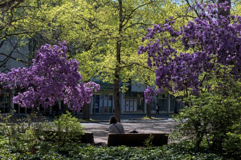A person sits on a bench on the UVic campus surrounded by green and purple trees.